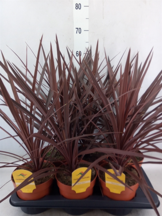 <h4>Cordyline austr. 'Red Star'</h4>