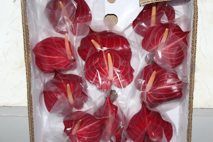 <h4>ANTHURIUM SAFARI 9/11 035 CM DIAM MIN 9 CM VERMELHO</h4>