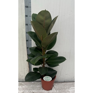 FIC EL ROBUSTA