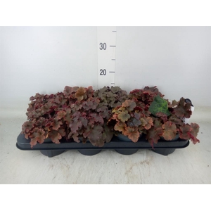 Heuchera   ...