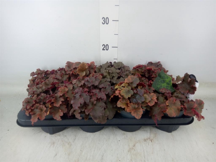 <h4>Heuchera   ...</h4>