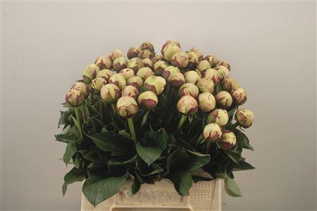 <h4>Paeo L Odile Extra</h4>