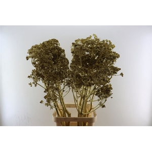 Ferule Seed 120cm Goud P Stem