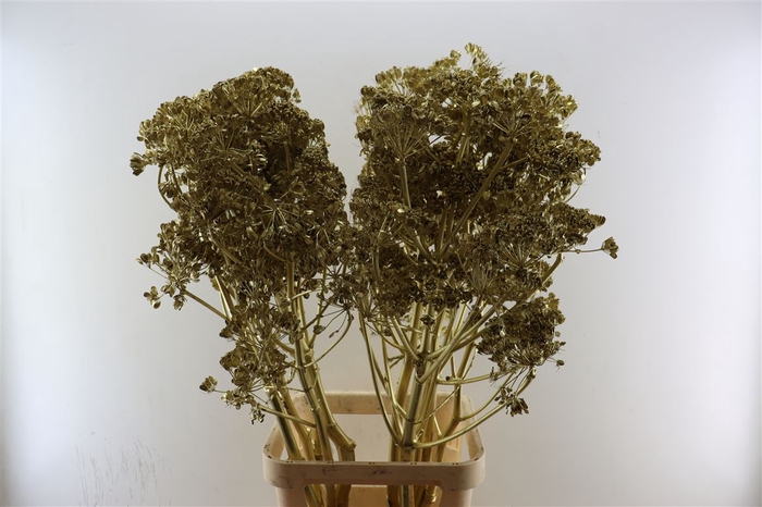 <h4>Ferule Seed 120cm Goud P Stem</h4>