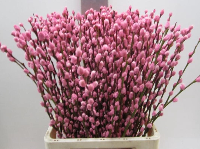 <h4>Salix Katje Rose L70</h4>
