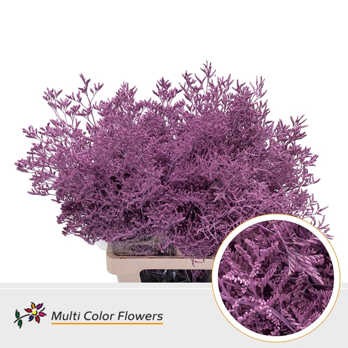 <h4>Limonium Rose Nieuw</h4>