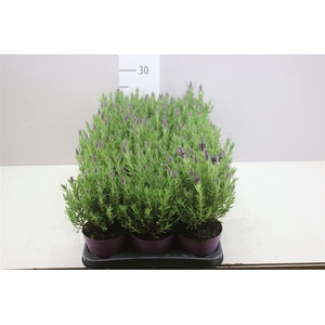 Lavandula Stoechas Anouk