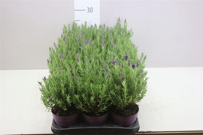 <h4>Lavandula Stoechas Anouk</h4>