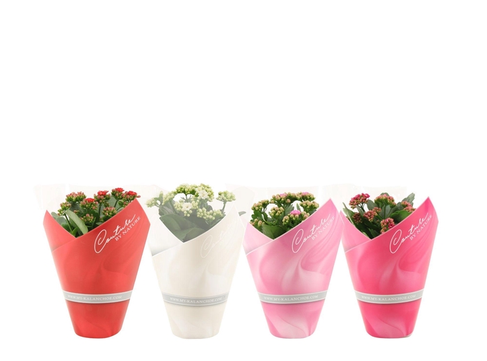 <h4>Kalanchoë 4 color mix in Couture sleeve</h4>