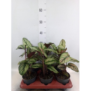 Calathea   ...