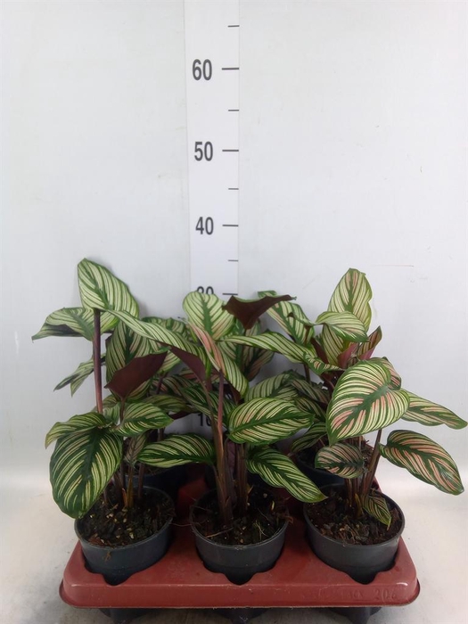<h4>Calathea   ...</h4>