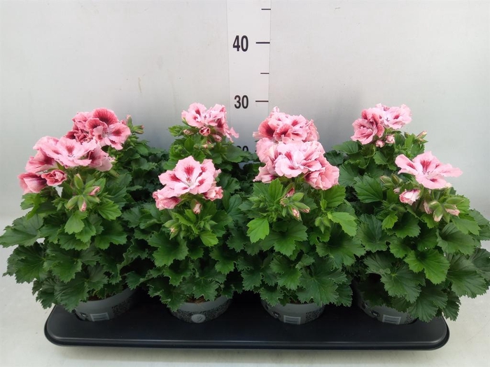 <h4>Pelargonium gran.   ..</h4>