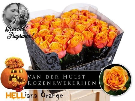 <h4>R Gr Heliana Orange</h4>