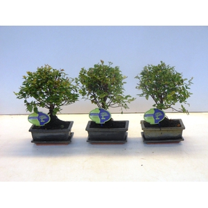 Sageretia theezans, 15cm., broom, with drip tray