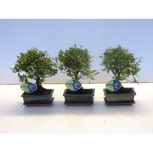 Sageretia theezans, 15cm., broom, with drip tray