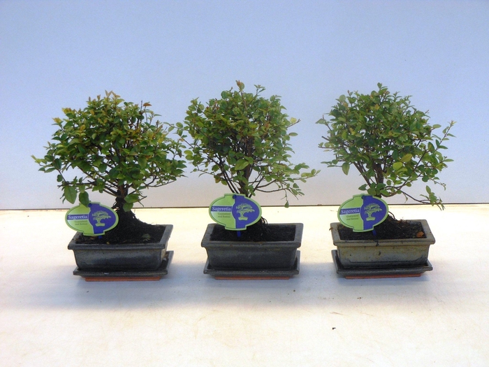 <h4>Sageretia theezans, 15cm., broom, with drip tray</h4>