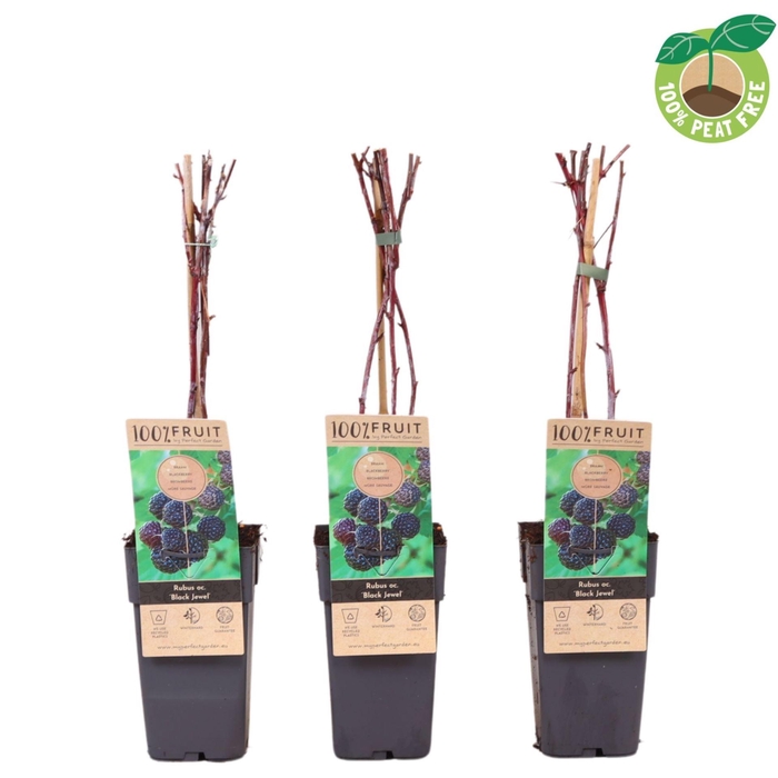 <h4>Rubus Thornless</h4>