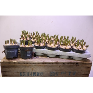 arr8 Muscar Armeniacum