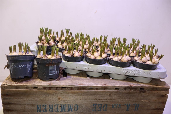 <h4>arr8 Muscar Armeniacum</h4>