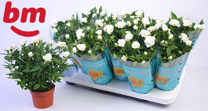 <h4>Rosa  'White Jewel'</h4>