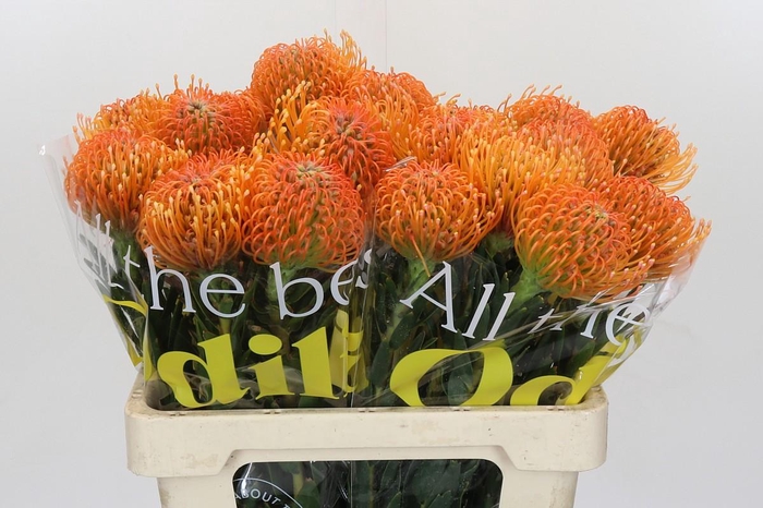 <h4>Nutans Ayoba Peach</h4>