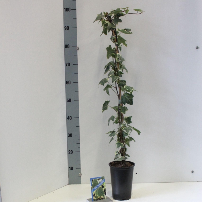 <h4>Hedera colchica 'Dentata Variegata' --gestokt 70 cm</h4>