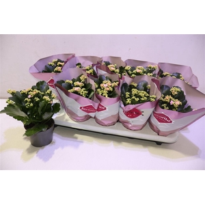 arr8 Kalanchoe Double Deluxe Pink