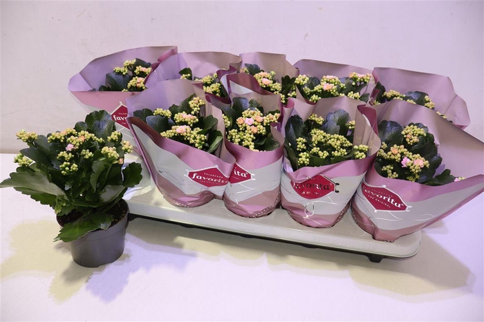 <h4>arr8 Kalanchoe Double Deluxe Pink</h4>