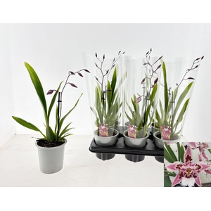 ORCHIDEEEN OVERIG