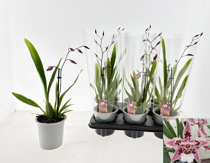 <h4>ORCHIDEEEN OVERIG</h4>