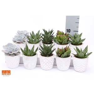 Succulents   ...mix 5