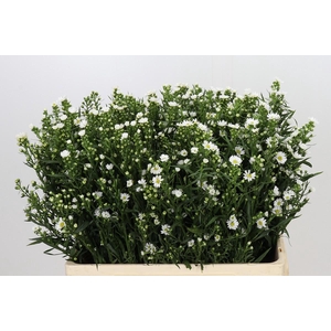 Aster Paquita
