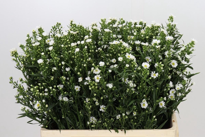 <h4>Aster Paquita</h4>