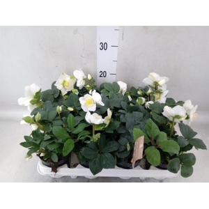 Helleborus niger 'Christmas Carol'