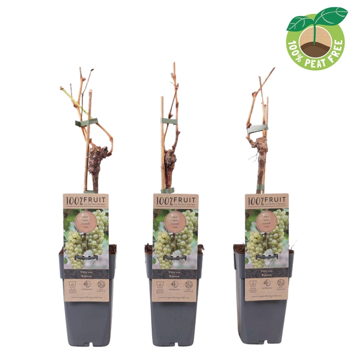 <h4>Vitis Bianca</h4>
