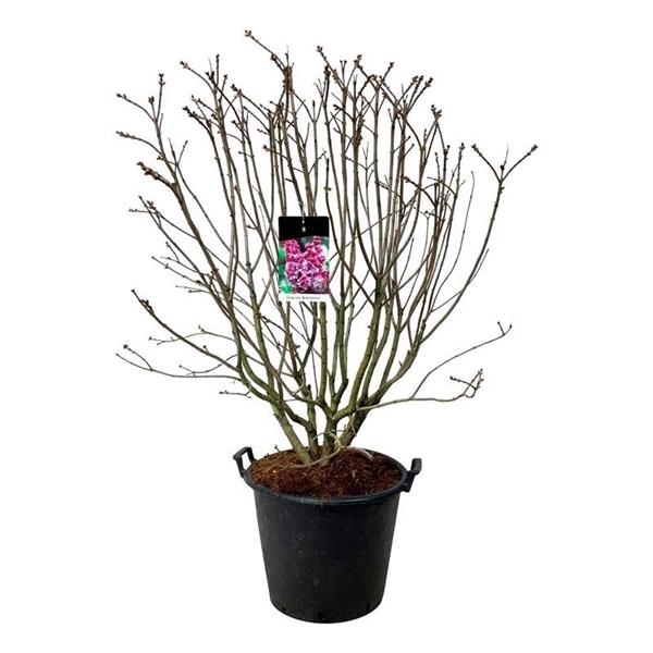 <h4>Syringa v. 'Michel Buchner'</h4>