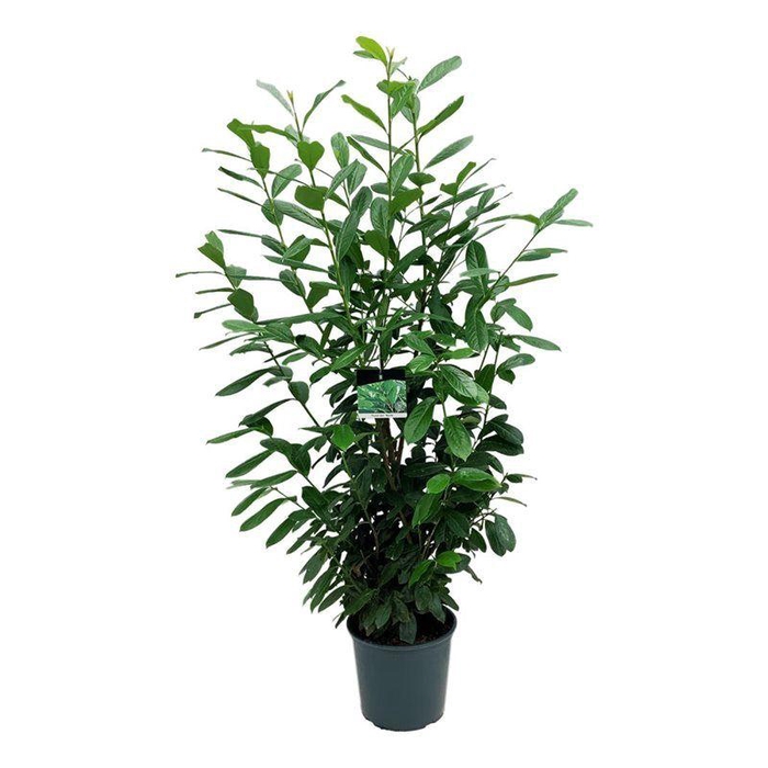 <h4>Prunus laur. 'Novita'</h4>