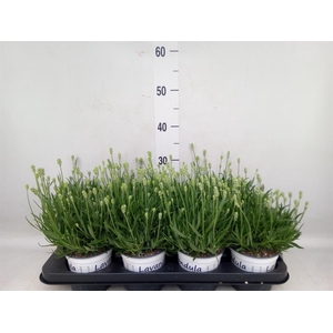 Lavandula interm. 'Edelweiss'