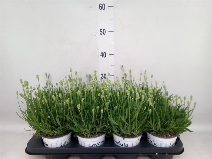 <h4>Lavandula interm. 'Edelweiss'</h4>