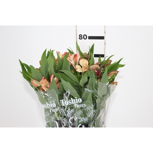 ALSTROEMERIA MILOS 080 CM