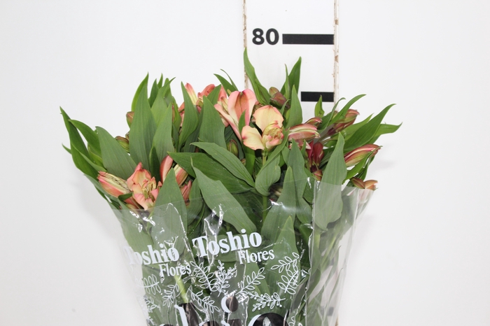 <h4>ALSTROEMERIA MILOS 080 CM</h4>
