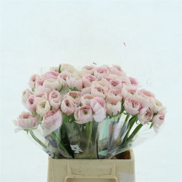 <h4>Ran Su Favola (fr)</h4>