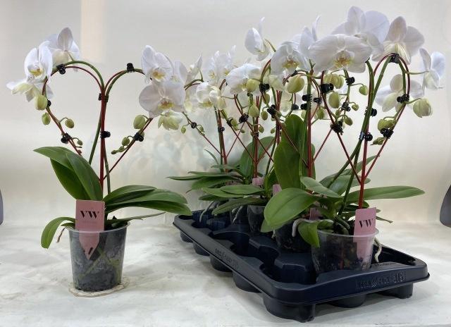 <h4>PHAL OV WIT</h4>