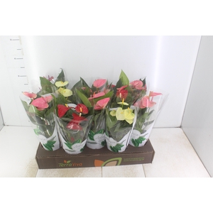 ANTHURIUM VARIADO P12