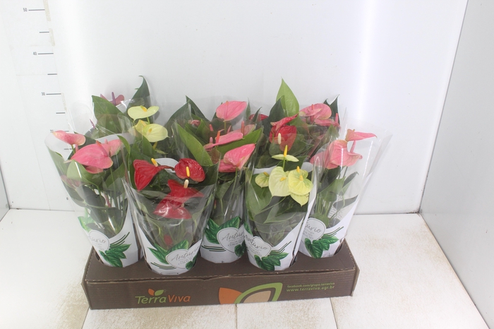 <h4>ANTHURIUM VARIADO P12</h4>