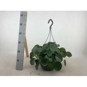 PILEA PEPEROMIOIDES