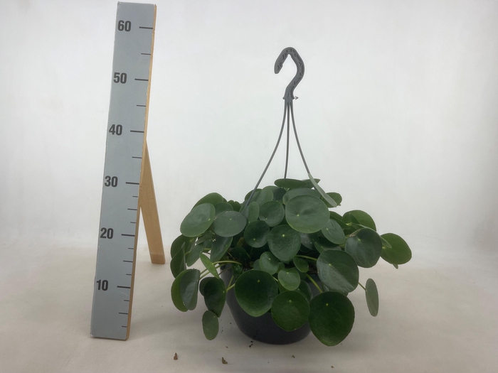 <h4>PILEA PEPEROMIOIDES</h4>