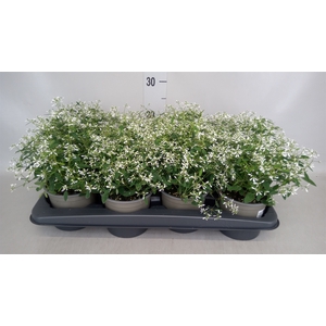 Euphorbia  'Fairysnow'