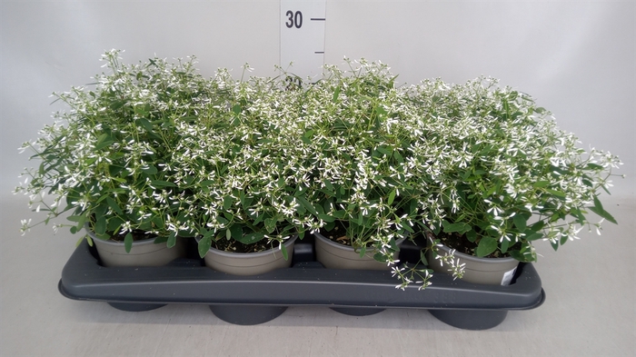 <h4>Euphorbia  'Fairysnow'</h4>