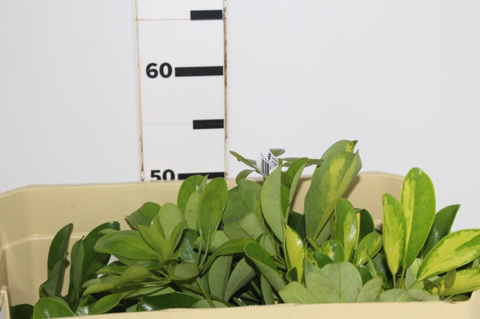 <h4>FOLH SCHEFFLERA</h4>